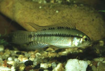 Apistogramma staecki